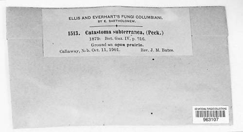 Disciseda subterranea image